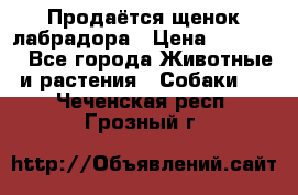 Продаётся щенок лабрадора › Цена ­ 30 000 - Все города Животные и растения » Собаки   . Чеченская респ.,Грозный г.